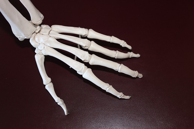 手の骨